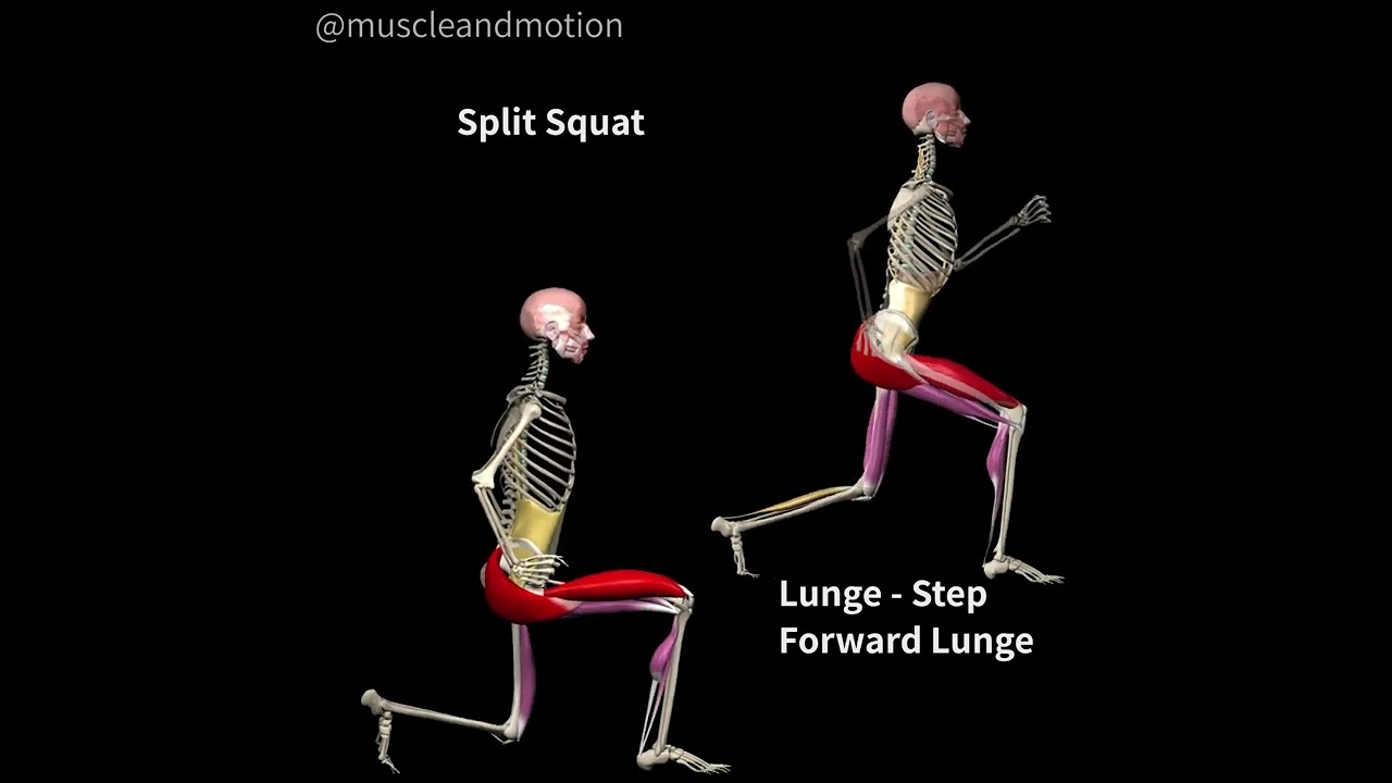 LUNGES Vs. SPLIT SQUATS 🔥