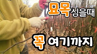 묘목 심을때 이것 꼭 알고?  절대 안죽는다! 옥천  묘목 시장