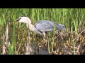 Great Blue Heron Swallows Baby Alligator