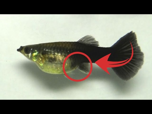 Род гуппи. Королевские гуппи. Род гуппи. Самка гуппи рожает. Гуппи рыбки самки.