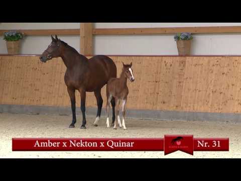 31 Amber-Nekton-Quinar