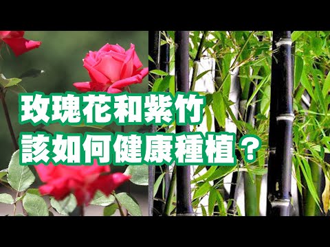 紫竹種植