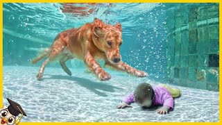 20 Animais Que Salvaram Vidas Humanas