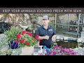 Let's Talk Keeping Your Annuals + Roses Looking Fresh 🌼 Pro Talk with Sean at The Gardener's Center
