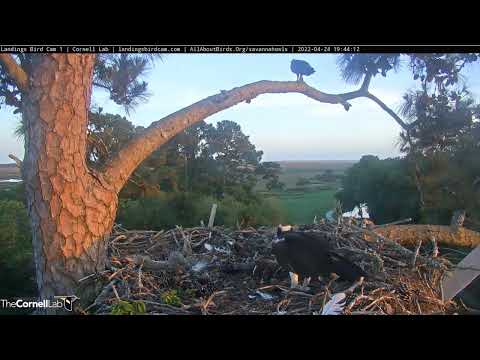 Savannah GHO Nest - 4/24/2022 - View from Cam 1