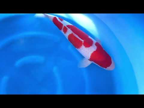 MA2-25 JKS Momotaro Auction: 2Y Male Kohaku 58 cm