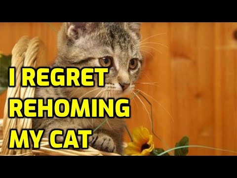 How To Cope With Rehoming A Cat