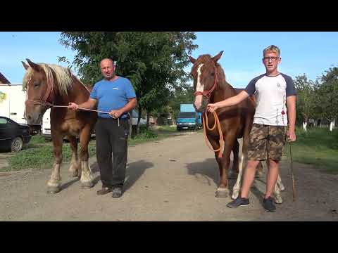 Caii lui Bogdan si Codru de la Cebza, Timis - 2022 Nou!!!