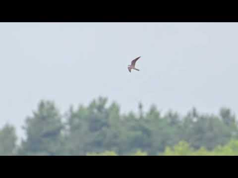 Beleg: Der Kiebitz geht die Manöver des männlichen Baumfalken mit, um seine Jungen zu schützen