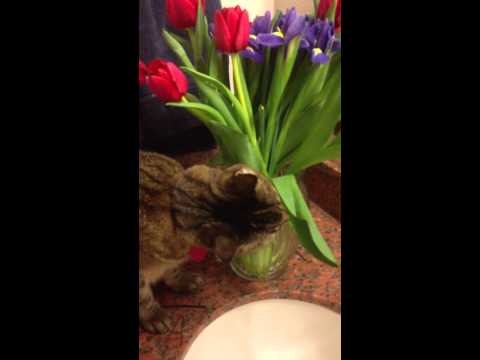 Marzi and tulips HD