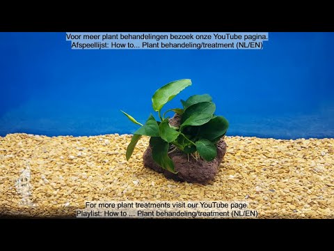Aquaplantsonline - How to... Wortelstokplant behandeling/Rhizome plant treatment (NL/EN)