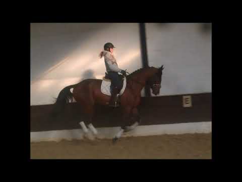 FESTIVAL 4j. v. Floriscount - Grand Cru VB 7.800,- Euro