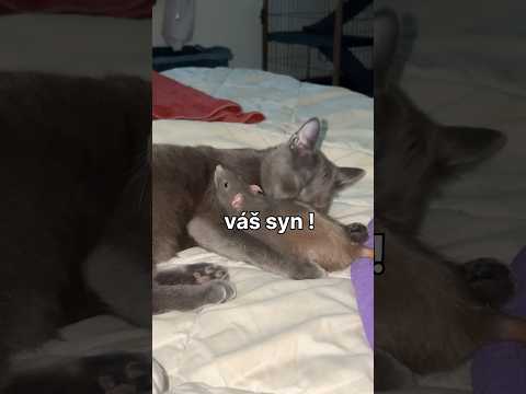 SPLETLA SI TO 🐀