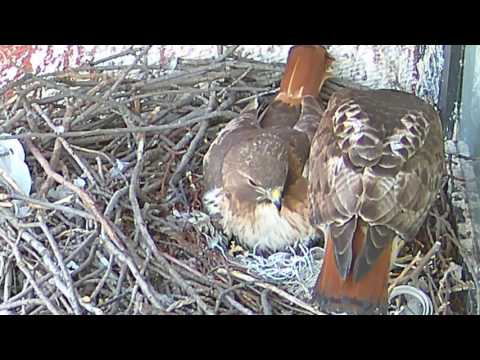 First 2017 Washington Square Park Red-tailed Hawk Hatch 04-16-17