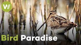 Europe's Manmade Bird Refuge | Accidental Wilderness - Europe's Everglades (Documentary, 2020)