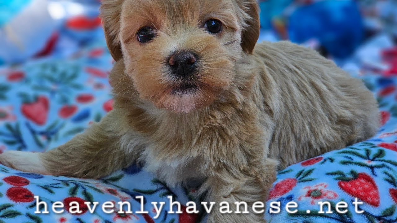 Heavenly Havanese Turbo's Puppies... Lets go outside!!!