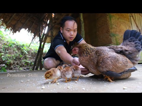 , title : 'Primitive Skills: A miracle happened, Welcome first chicks (ep197)'
