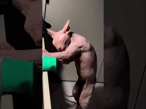 Cat's life | amazing animals #534 | #shorts #funnycats #animals