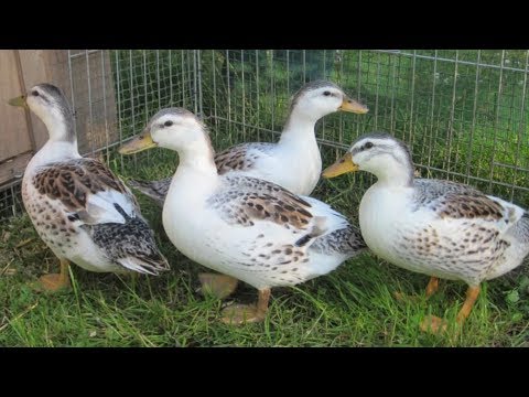 , title : 'Silver Appleyard Ducks | Bountiful Meat And Eggs'