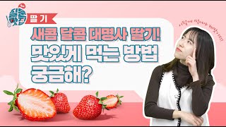 [질문맛집 시즌2] 딸기🍓에 대한 궁금증을 맛있게 풀어드립니다~