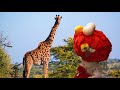 Sesame Street Elmo Monkey Footprints At Home On A Savanna And The Leopard