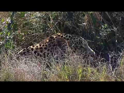 Djuma: Hosana male leopard enjoying the sights - 11:40 - 05/31/19