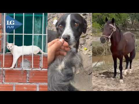 Casi 300 animales fueron atendidos luego de la inundación de La Madrid