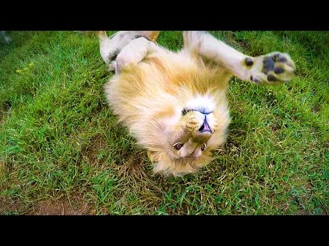TICKS Everywhere!! | The Lion Whisperer