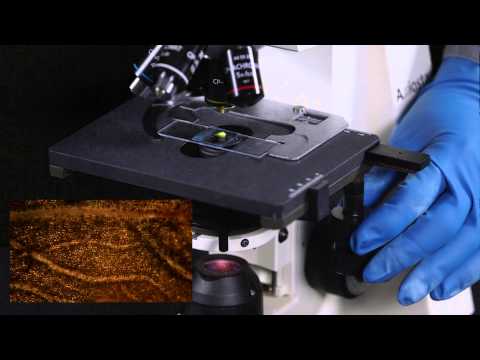 Oregon State University eCampus video, Learn to operate a compound microscope