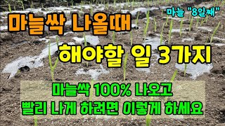 마늘싹 나올때 꼭 해야할일 3가지 마늘100% 나오고 빨리 나오게하려면 이것 하세요 #마늘농사