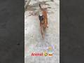 Animal Movie Comedy Video Comedy Trending Shortfeed Ytshorts Youtubeshorts Animal Shorts