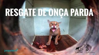 RESGATAMOS E SEDAMOS UMA ONÇA PARDA NO CEARÁ | Zoa Especial
