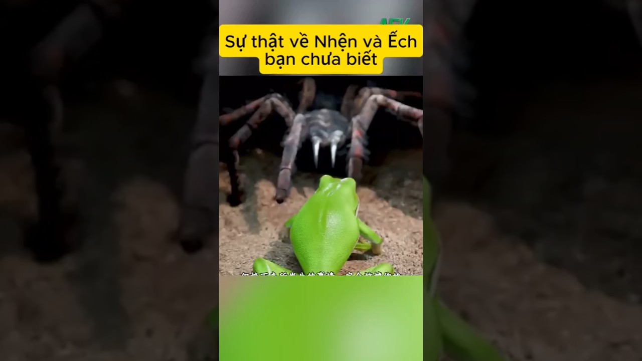 Sự thật khó tin về nhện và ếch mà bạn chưa biết