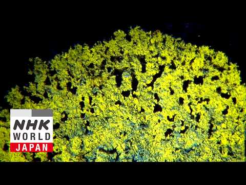 Lending an Ear to the Tiny, Symbiotic World of Lichen | NHK World Science View（2026年1月放送）