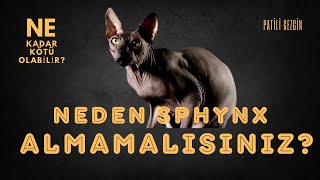Sphynx Kedisi Gerçekleri! Tüysüz Kedi, Bol Problem!