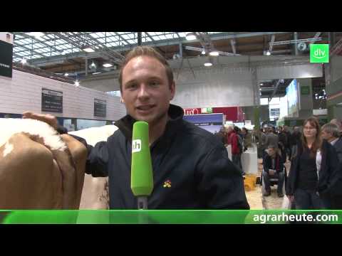 Kuhfitting: Der Kuhfriseur zu Styling-Trends bei der Milchkuh