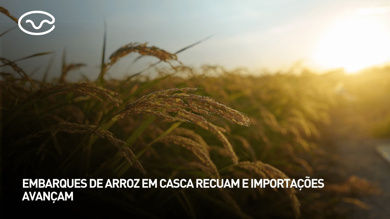Embarques de arroz em casca recuam e importações avançam