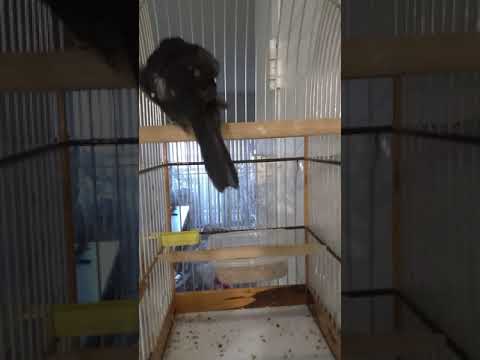 Twa Twa/Bicudo kiauw ring