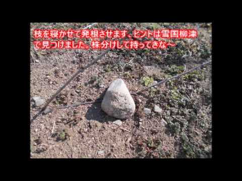 ホワイトカラント 植物