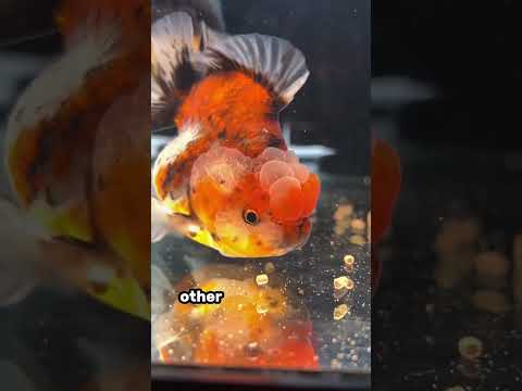 DO NOT feed your goldfish