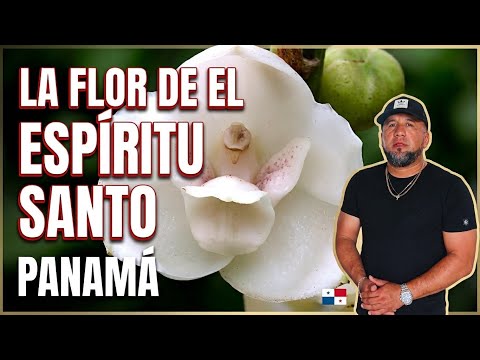 La flor más hermosa de Panamá 🇵🇦: Flor del Espíritu Santo en Las Minas, Herrera