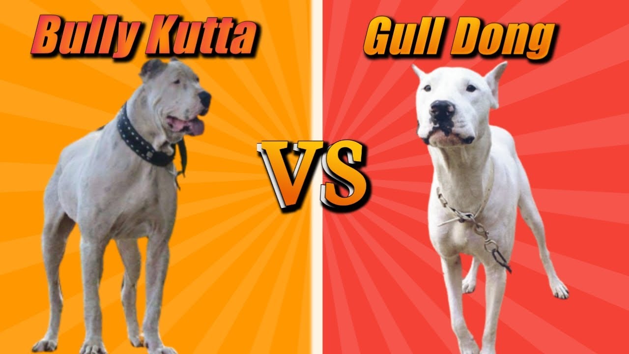 YouTube video preview