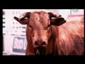 Bodacious worlds most dangerous Rodeo bull