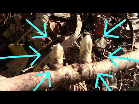 Don't Plant Common Milkweed Until You Watch This - How It Spreads