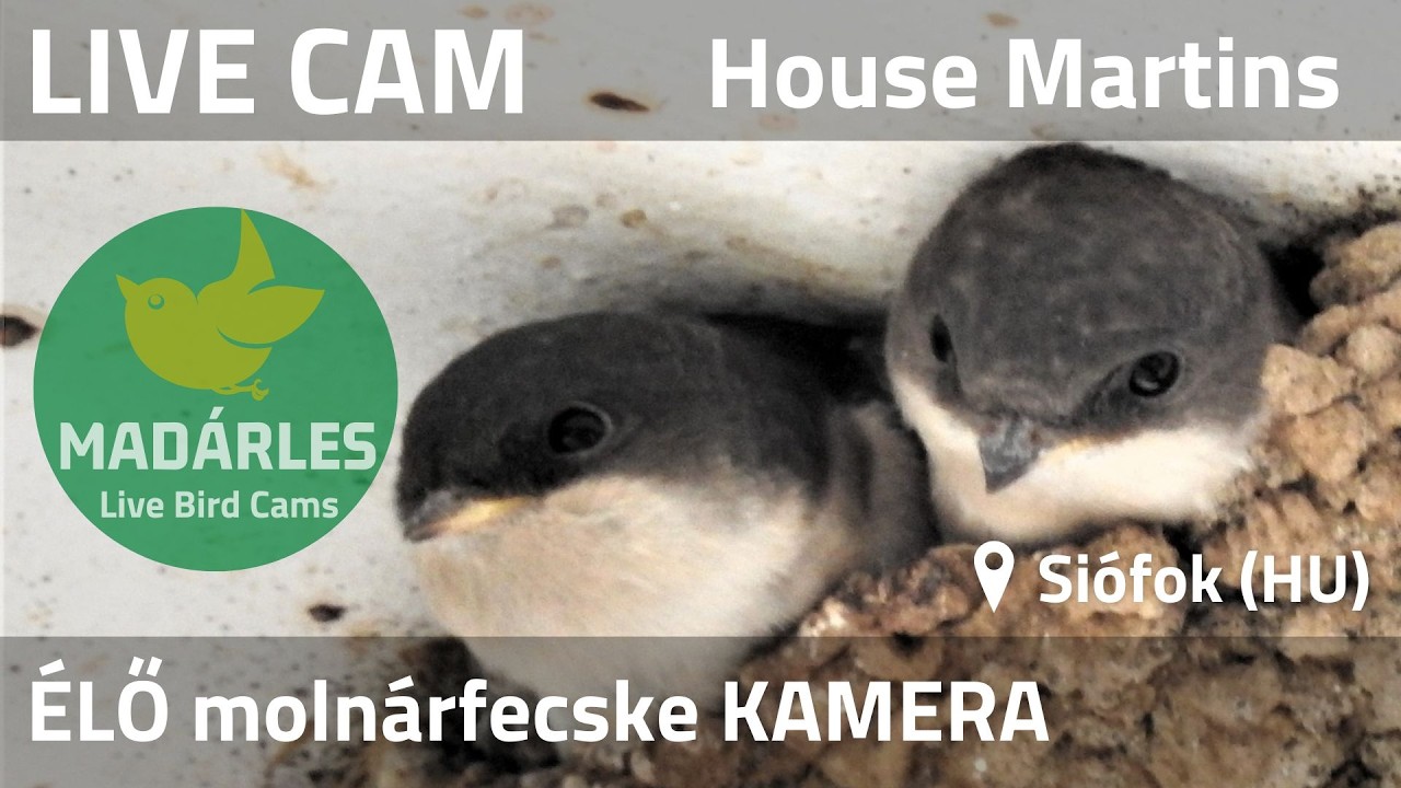 Live webcam view of Great Tit Nest Box Live Cam