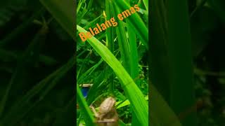 Download lagu Belalang Emas#shorts mp3