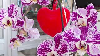 FLOR TRISTE ANA GABRIEL