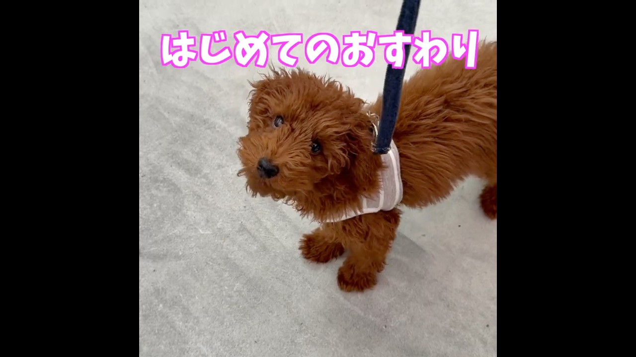 はじめてのおすわり　トイプードルのレオ