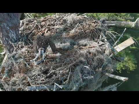Juvenile Osprey Brings Fresh Catch To Savannah Nest – June 29, 2020