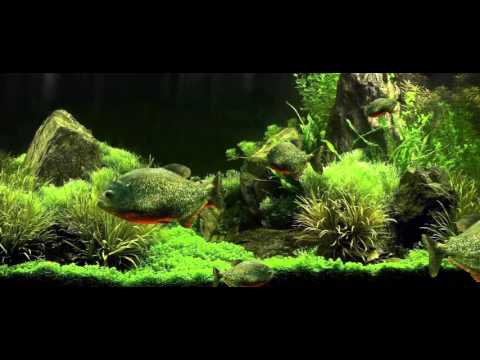 3D Fish Aquarium Wallpaper HD Video